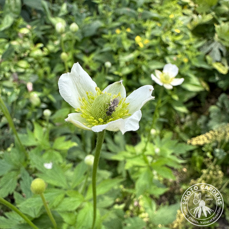 Anemone virginiana (Thimbleweed) - 1 gal