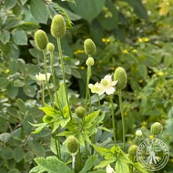 Anemone virginiana (Thimbleweed) - 1 gal