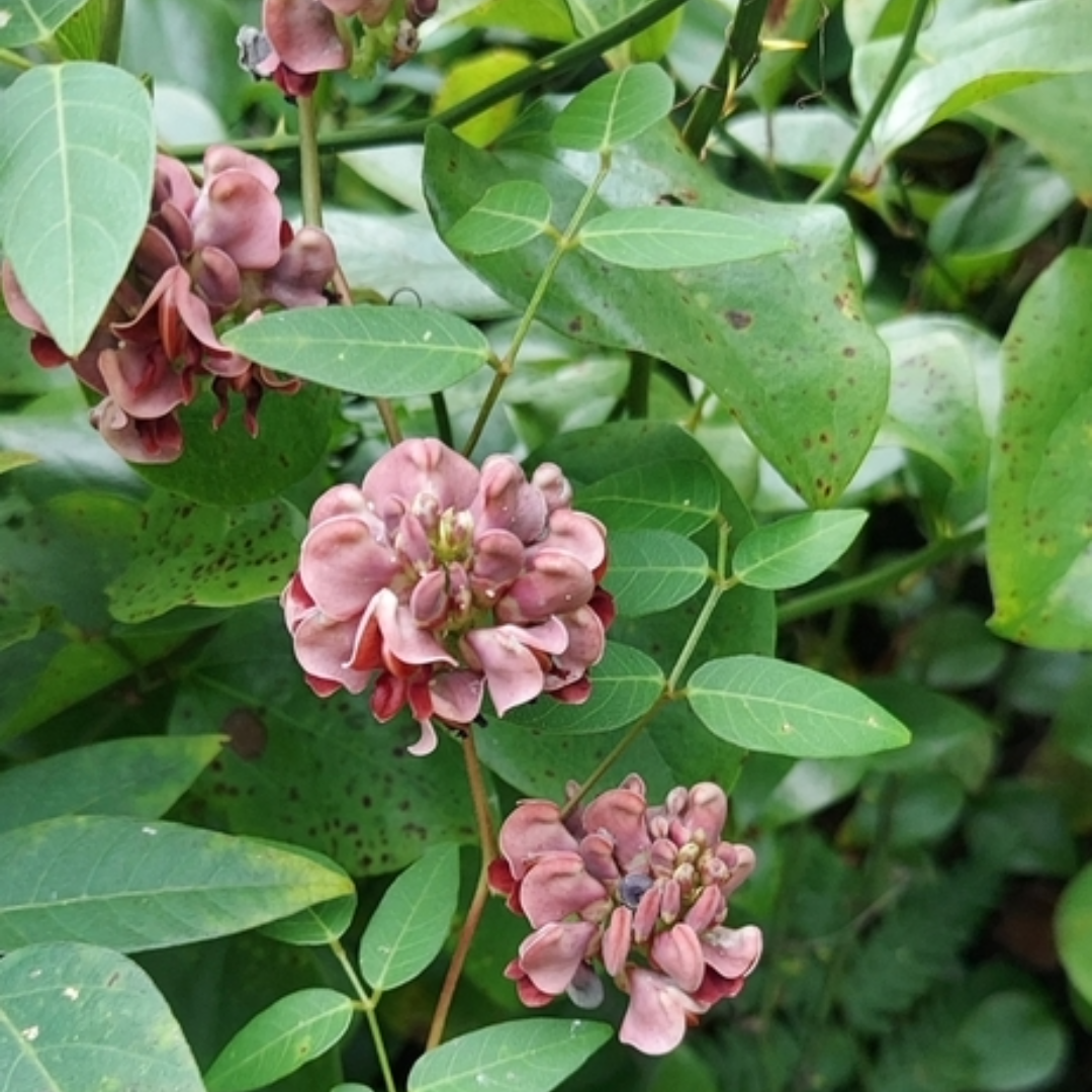 Apios americana (Groundnut) - 2 gal