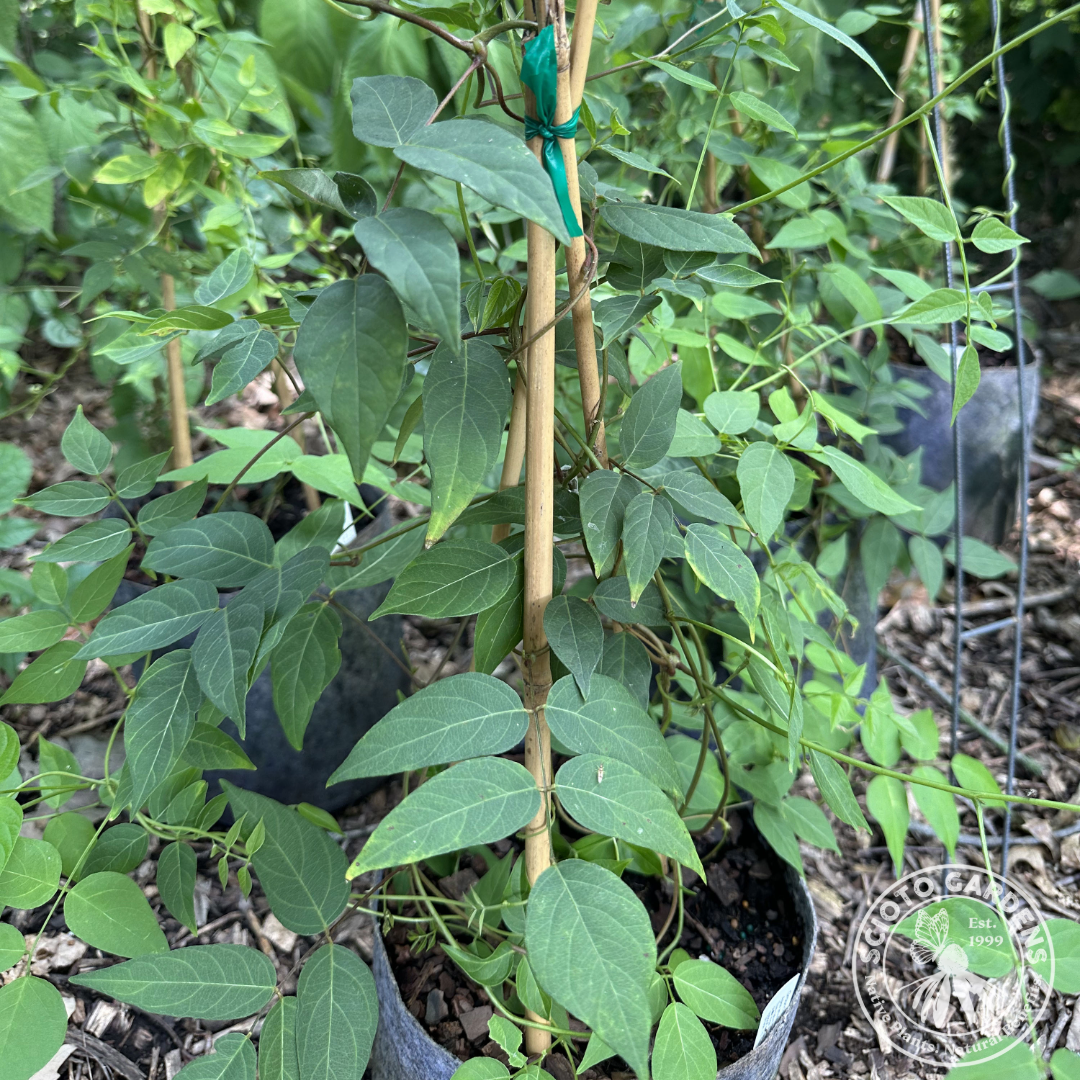 Apios americana (Groundnut) - 2 gal