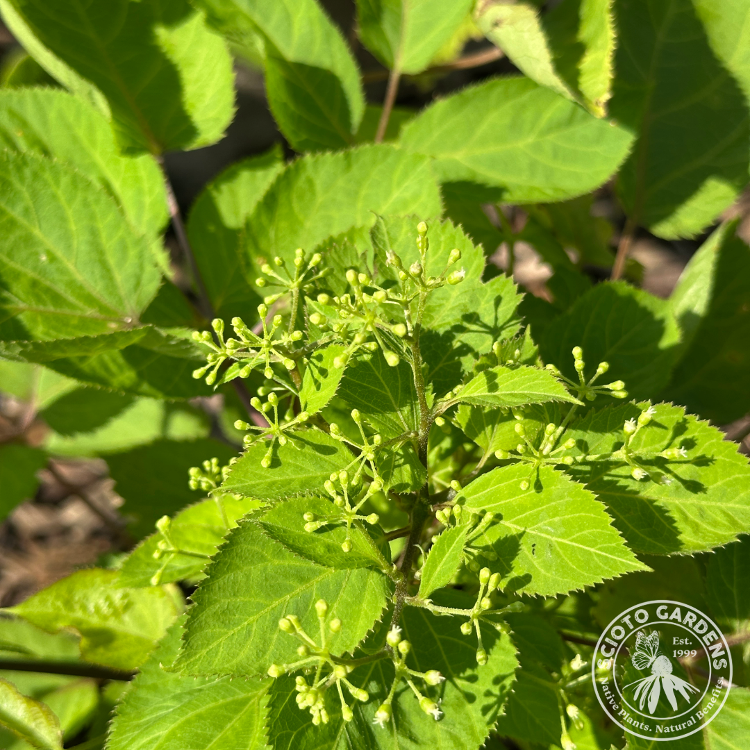 Aralia racemosa (American spikenard) - 2 gal