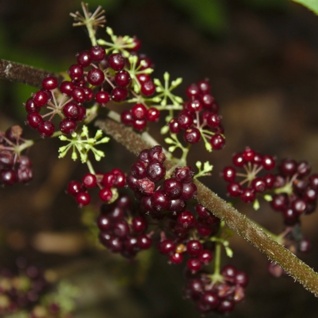Aralia racemosa (American spikenard) - 2 gal