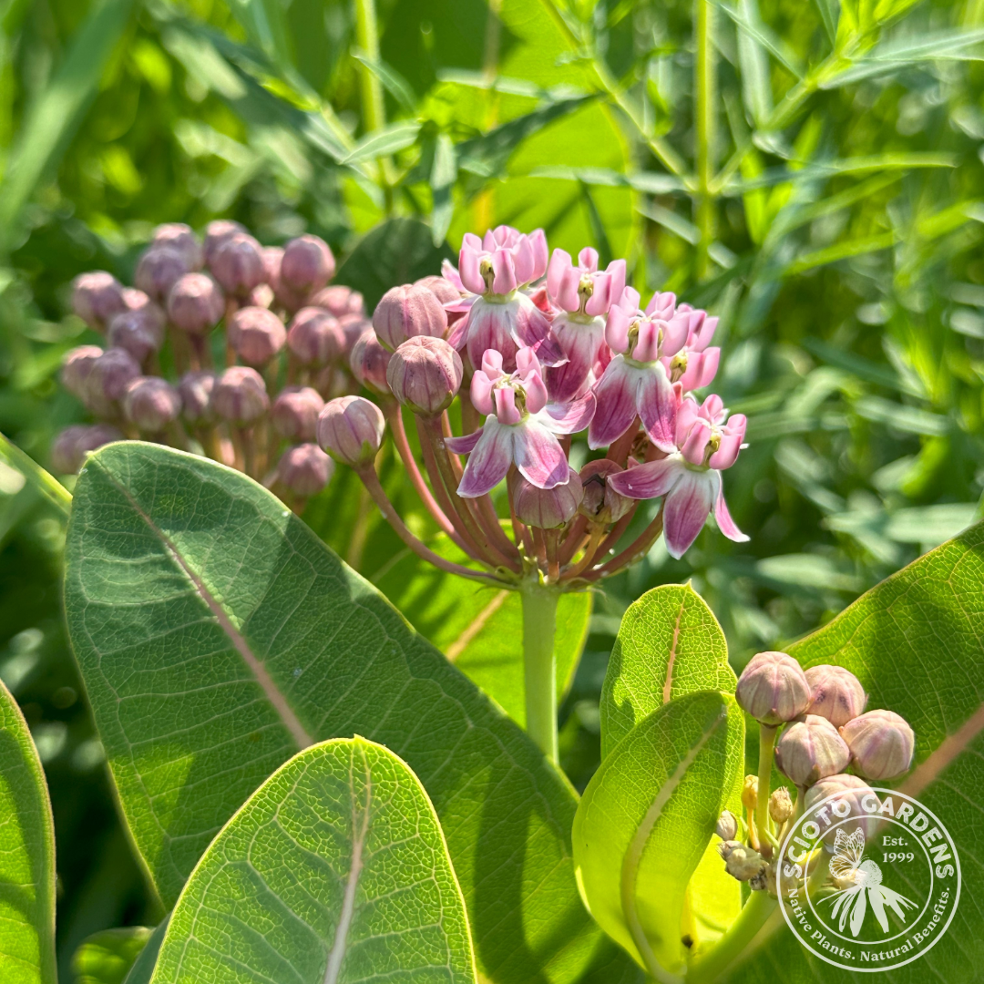 Asclepias sullivantii (Sullivant's Milkweed) - 1 gal