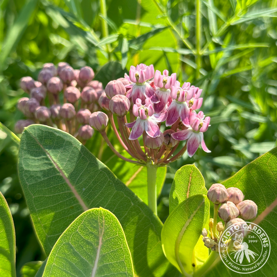 Asclepias sullivantii (Sullivant's Milkweed) - 1 gal