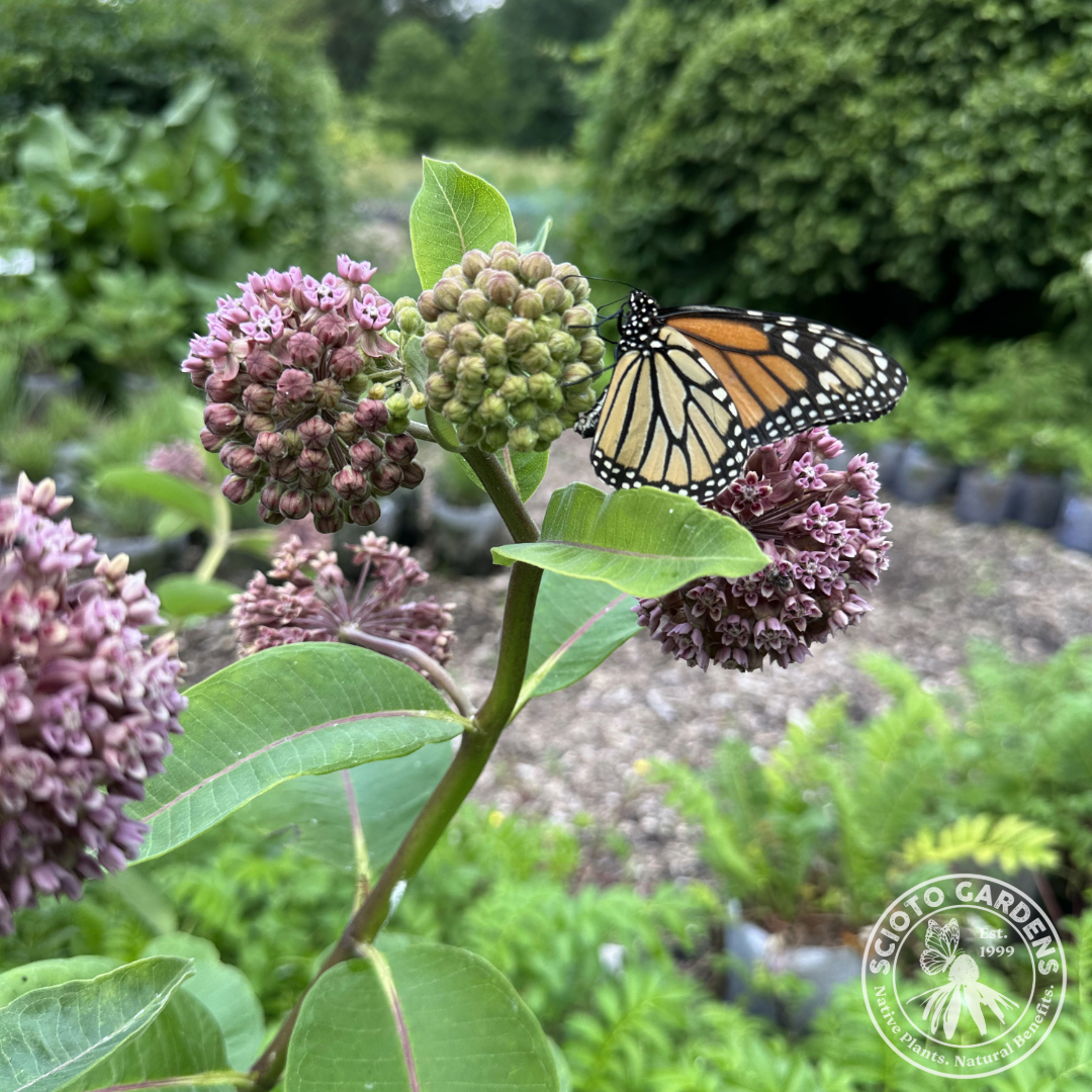 Asclepias sullivantii (Sullivant's Milkweed) - 1 gal