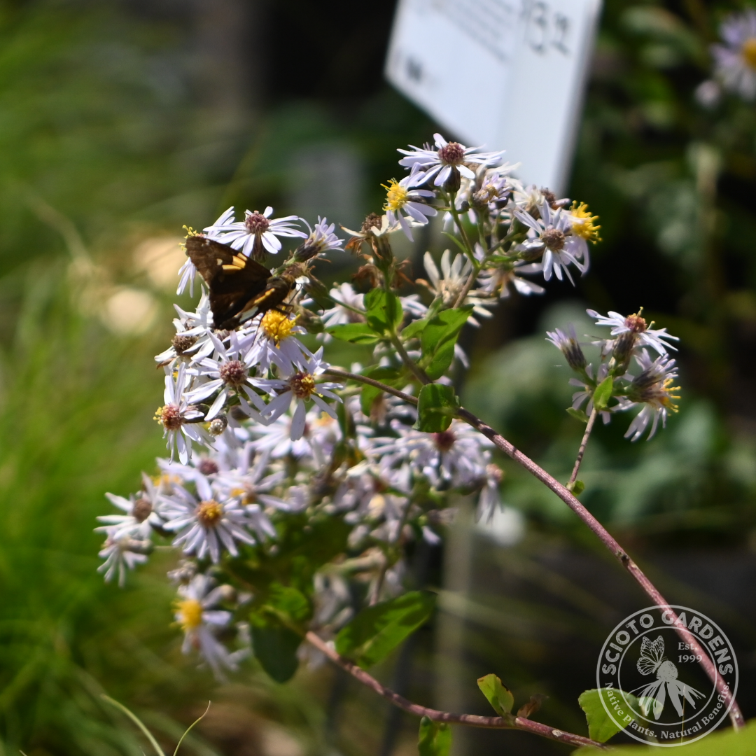 Aster [Eurybia] macrophyllus (Big Leaf Aster) - 1 gal