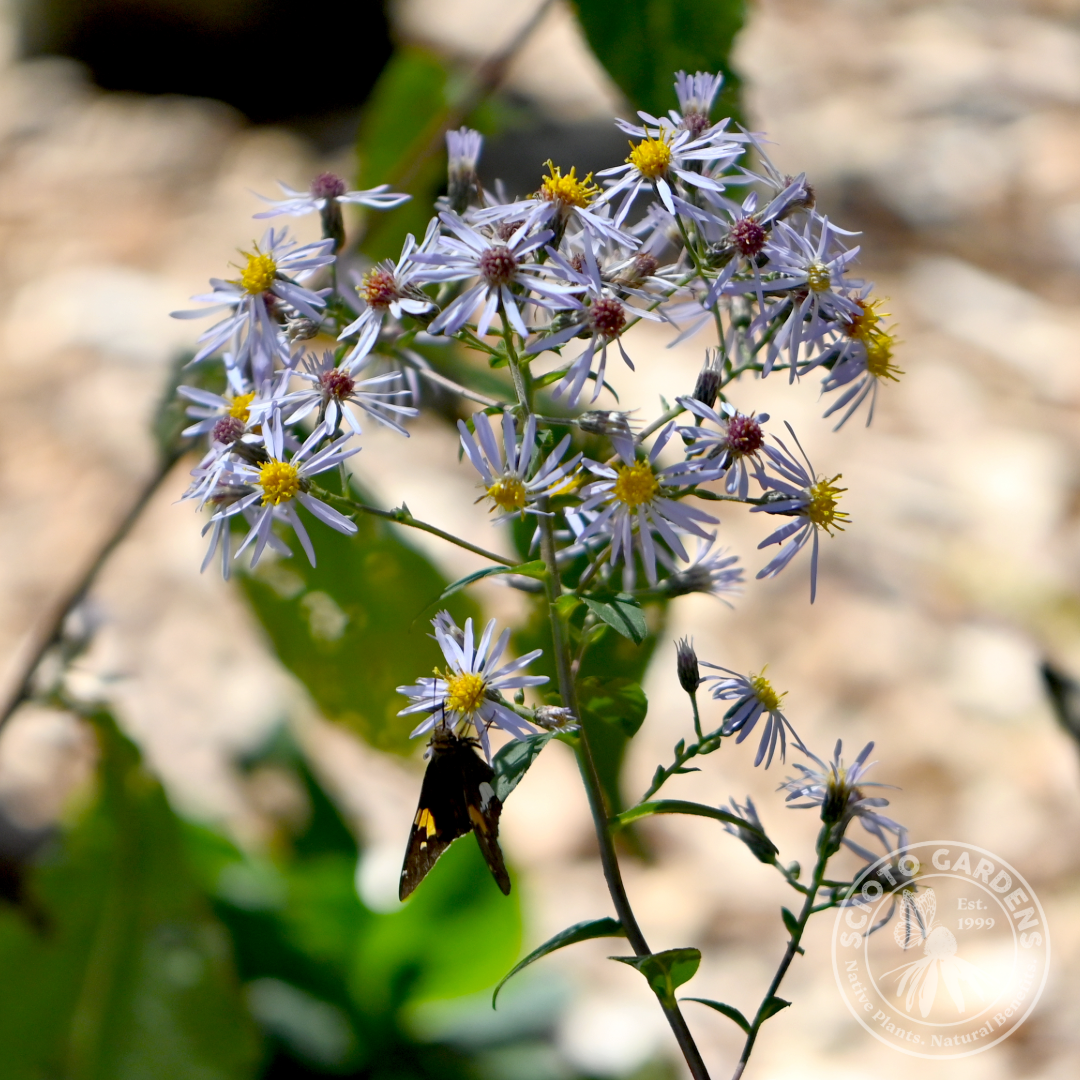 Aster [Eurybia] macrophyllus (Big Leaf Aster) - 1 gal