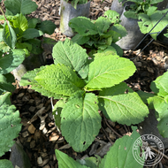Aster [Eurybia] macrophyllus (Big Leaf Aster) - 1 gal