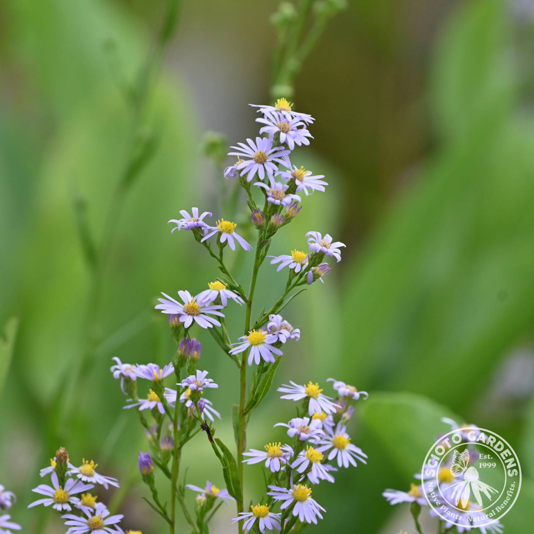 Aster [Symphyotrichum] oolentangiense (Skyblue Aster) - 1 gal