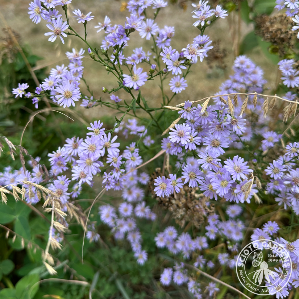 Aster [Symphyotrichum] oolentangiense (Skyblue Aster) - 1 gal