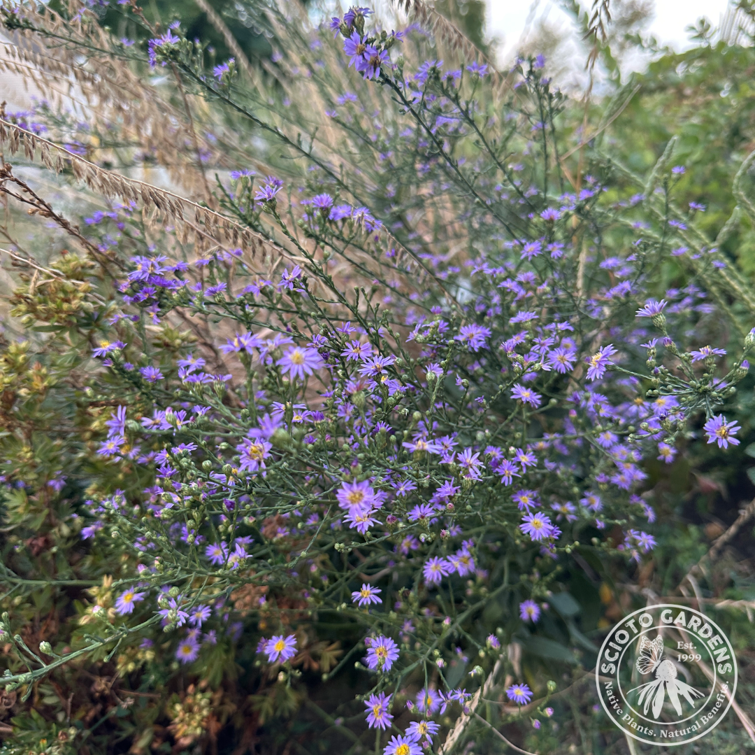 Aster [Symphyotrichum] oolentangiense (Skyblue Aster) - 1 gal