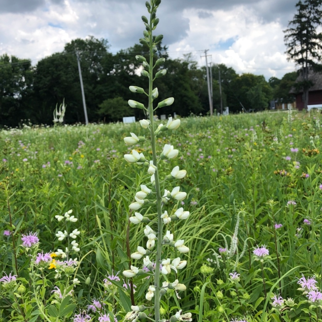 Baptisia alba var macropylla (Largeleaf White Wild Indigo) - 1 gal