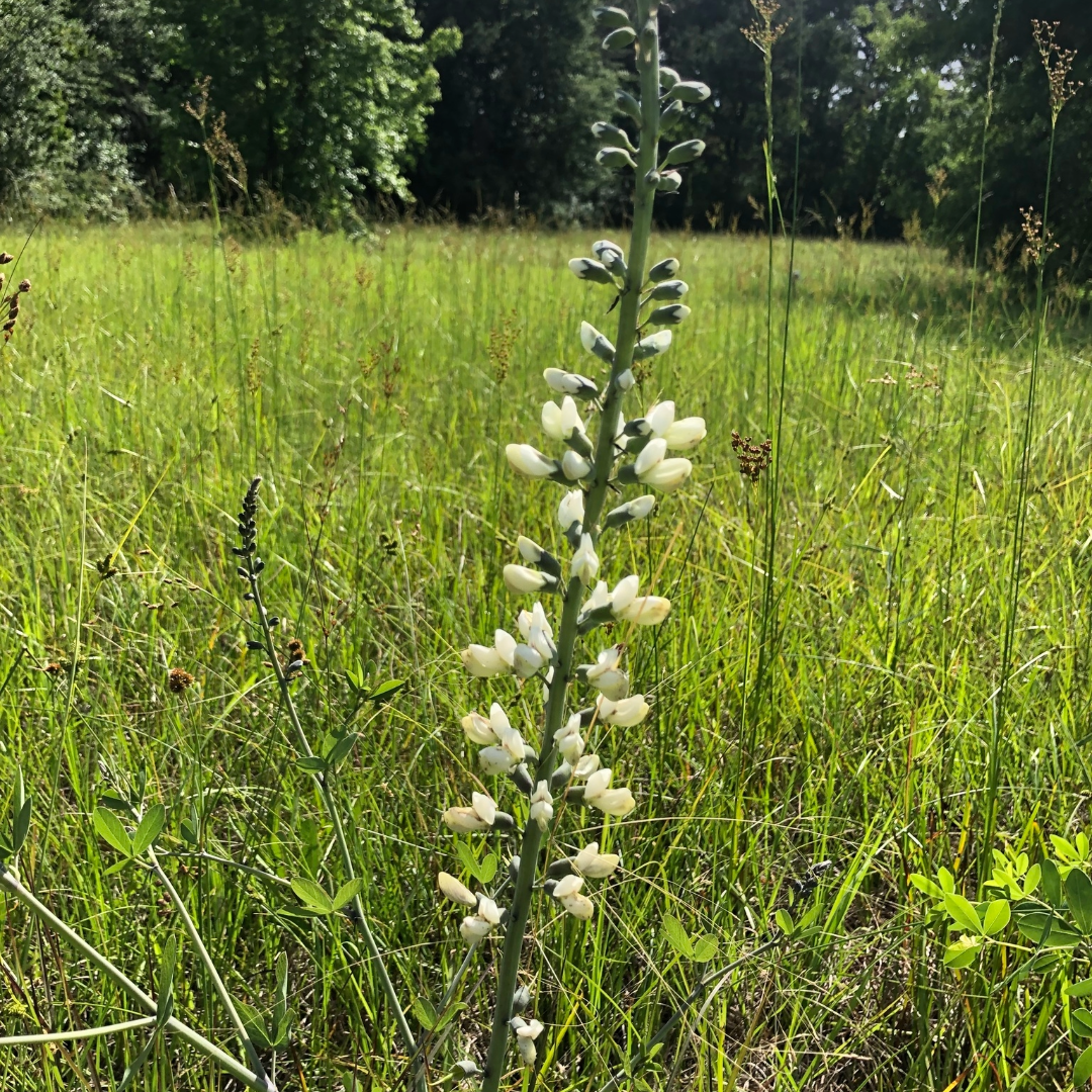 Baptisia alba var macropylla (Largeleaf White Wild Indigo) - 1 gal