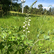 Baptisia alba var macropylla (Largeleaf White Wild Indigo) - 1 gal