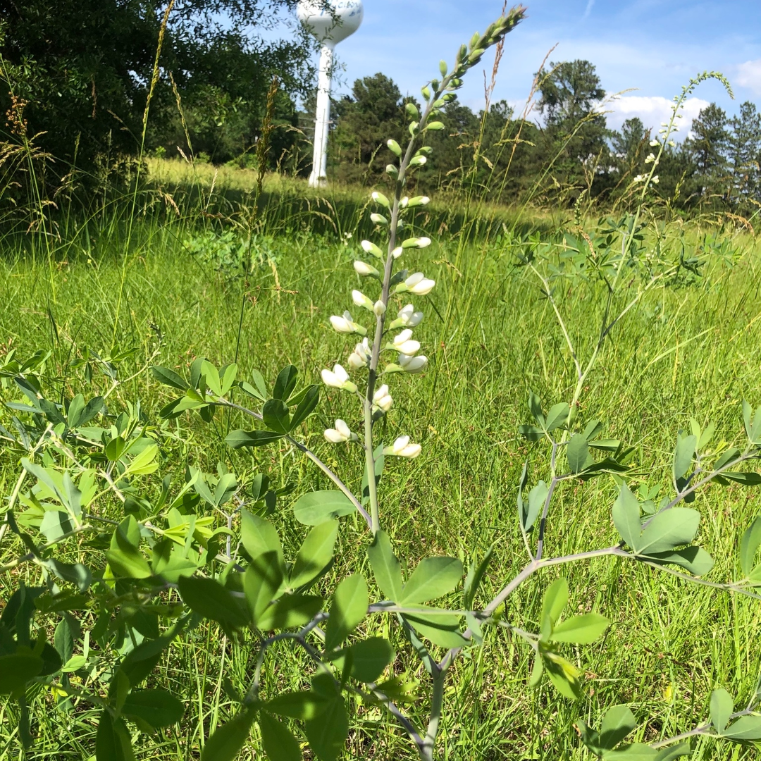 Baptisia alba var macropylla (Largeleaf White Wild Indigo) - 1 gal