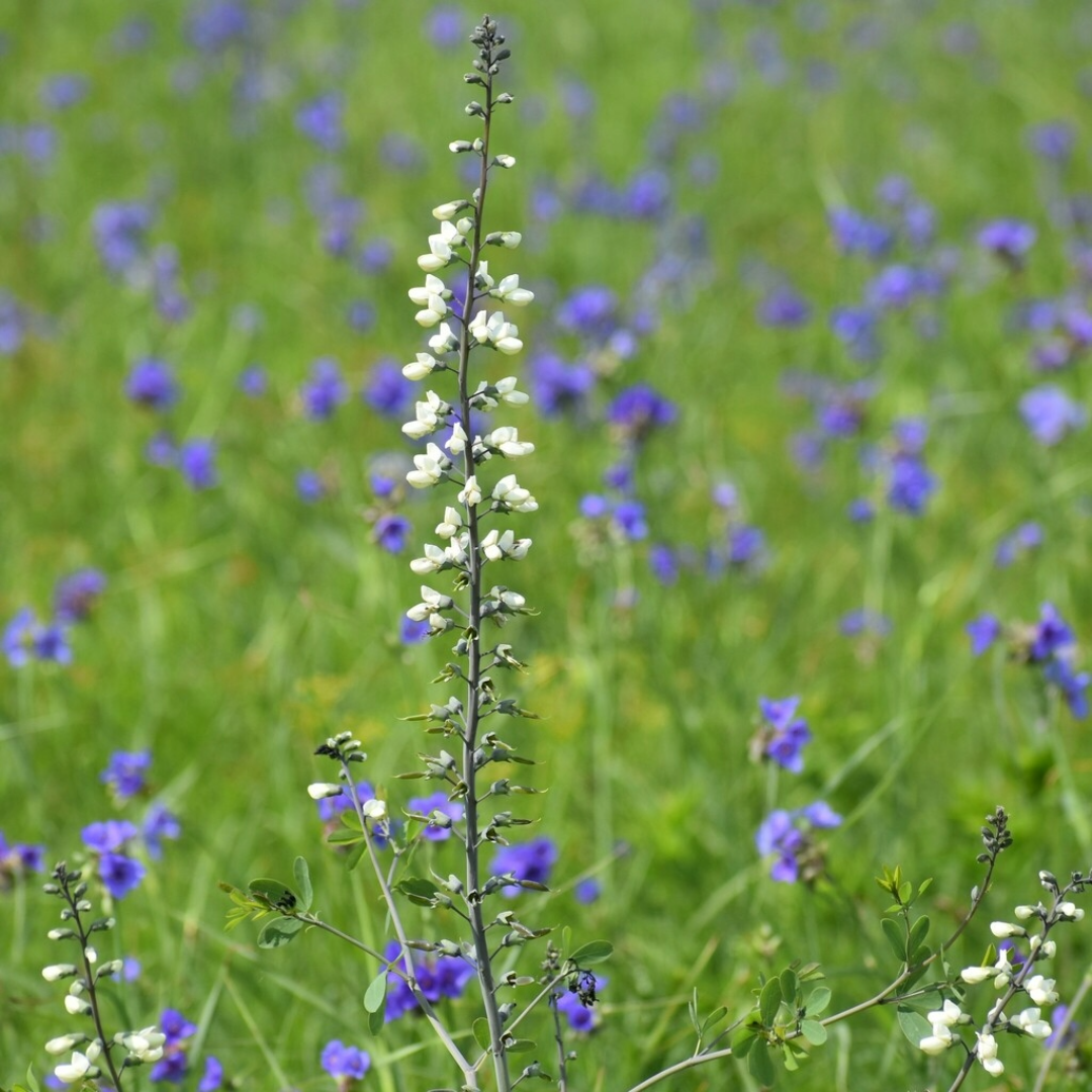Baptisia alba var macropylla (Largeleaf White Wild Indigo) - 1 gal