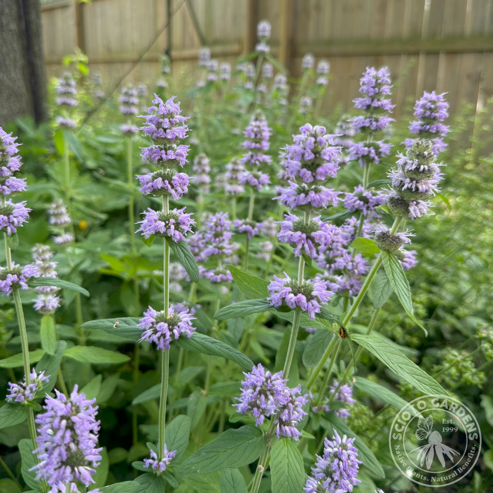 Blephilia cilliata (Downy Wood Mint) - 1 gal