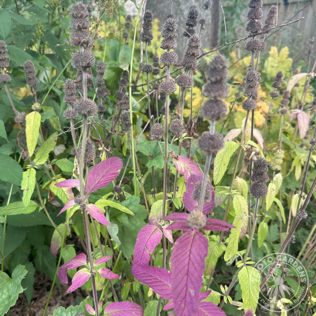 Blephilia cilliata (Downy Wood Mint) - 1 gal