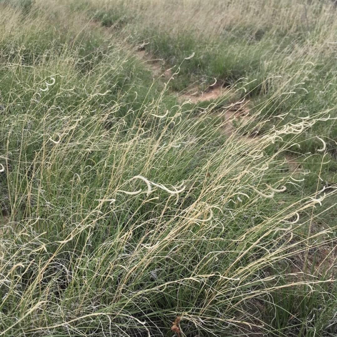 Bouteloua gracilis (Blue Grama Grass) - 1 gal