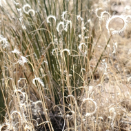 Bouteloua gracilis (Blue Grama Grass) - 1 gal