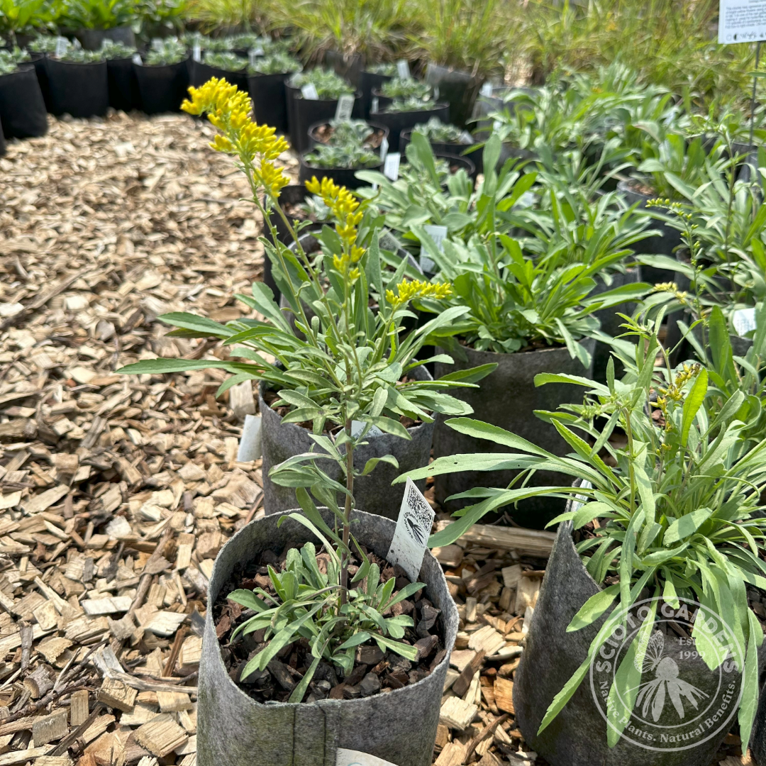 Solidago nemoralis (Gray Goldenrod) - 1 gal