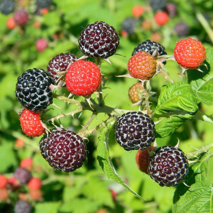Rubus occidentalis 'Jewel' (Black Raspberry 'Jewel') - 2 gal