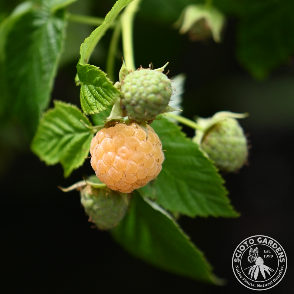 Rubus idaeus 'Fall Gold' (Raspberry 'Fall Gold' (yellow)) - 2 gal