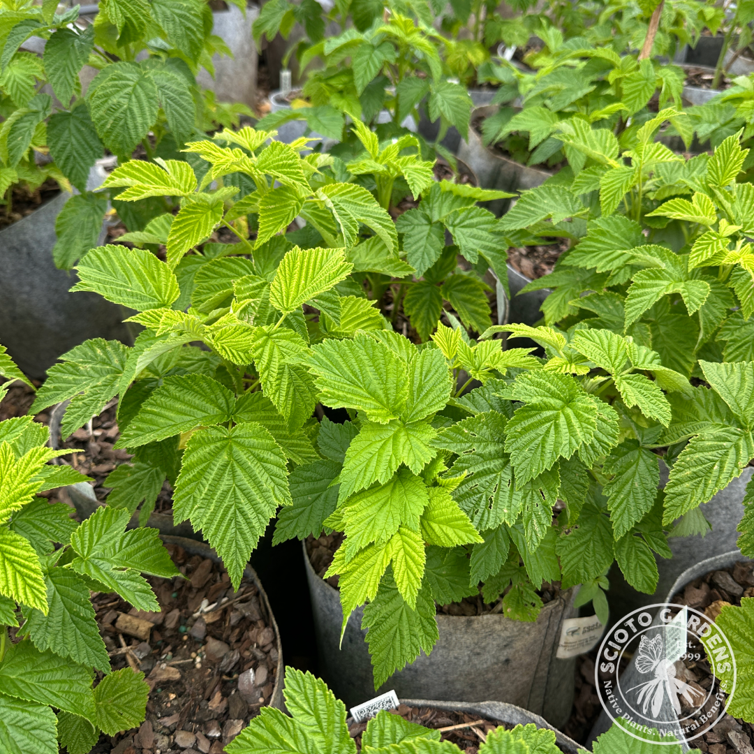 Rubus idaeus 'Fall Gold' (Raspberry 'Fall Gold' (yellow)) - 2 gal