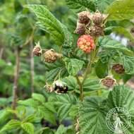 Rubus idaeus 'Heritage' (Raspberry 'Heritage' (red)) - 2 gal