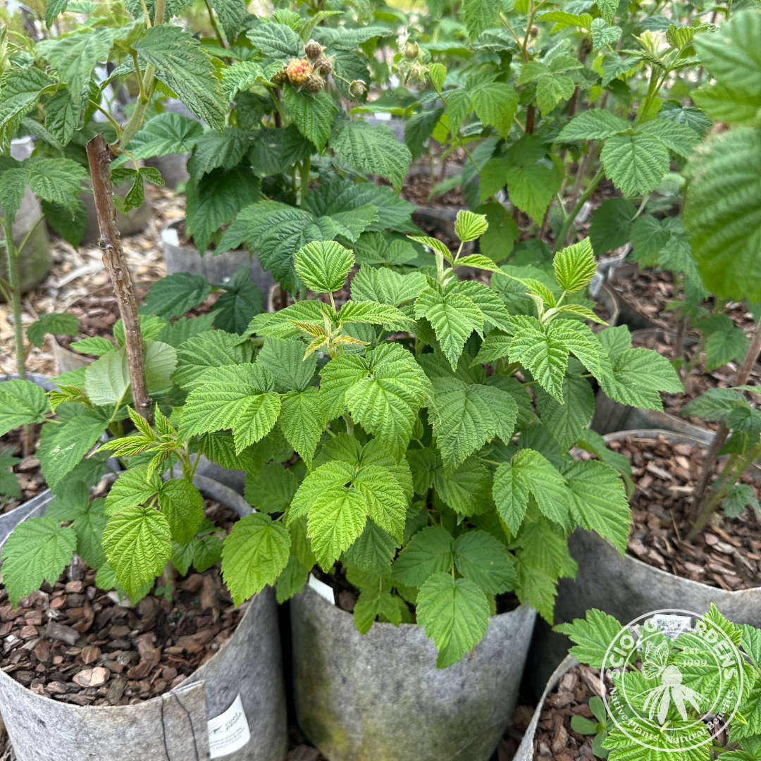 Rubus idaeus 'Heritage' (Raspberry 'Heritage' (red)) - 2 gal