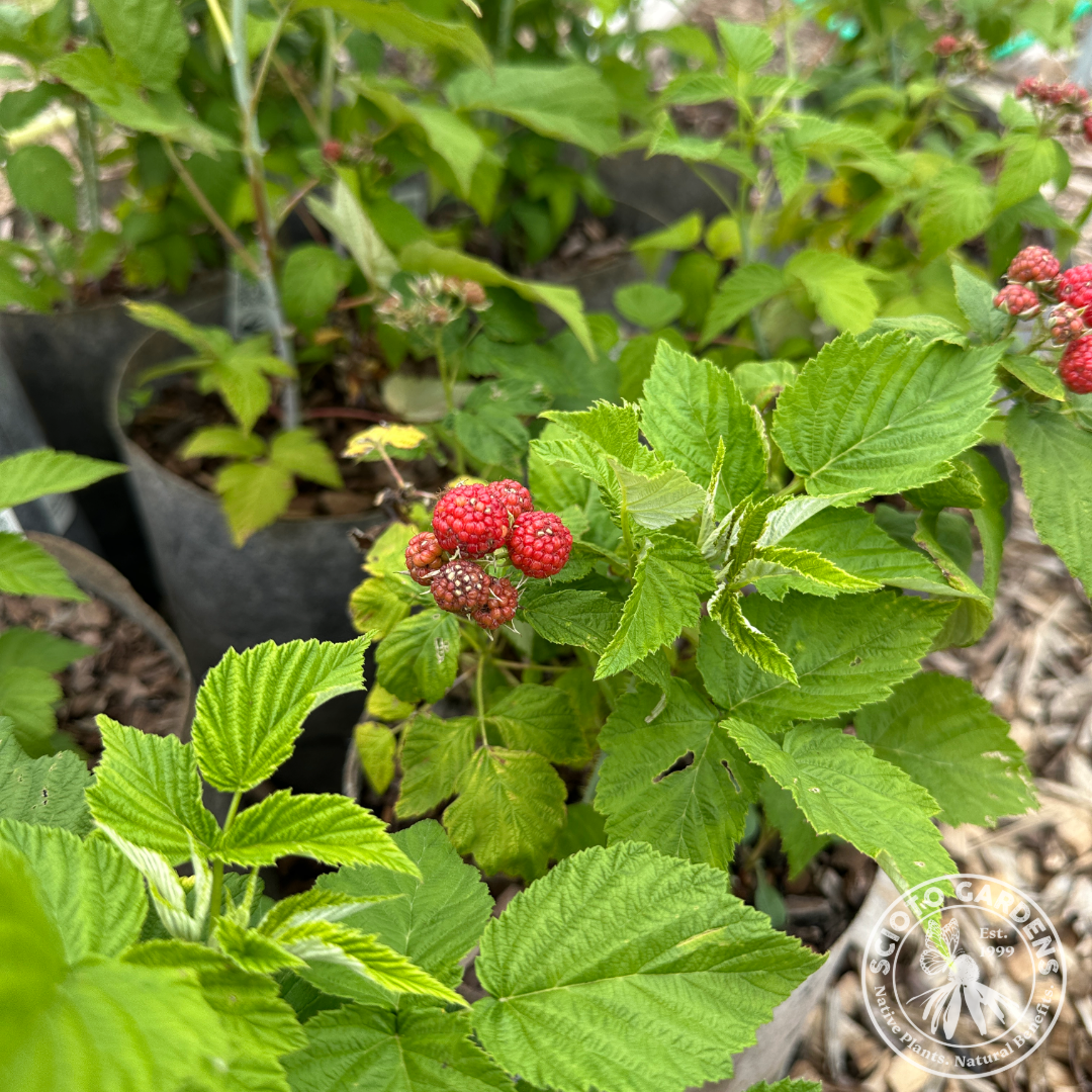 Rubus occidentalis 'Jewel' (Black Raspberry 'Jewel') - 2 gal