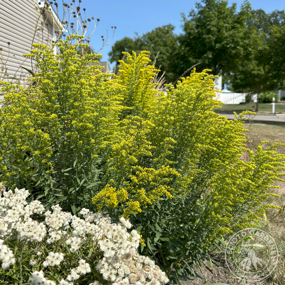 Solidago nemoralis (Gray Goldenrod) - 1 gal