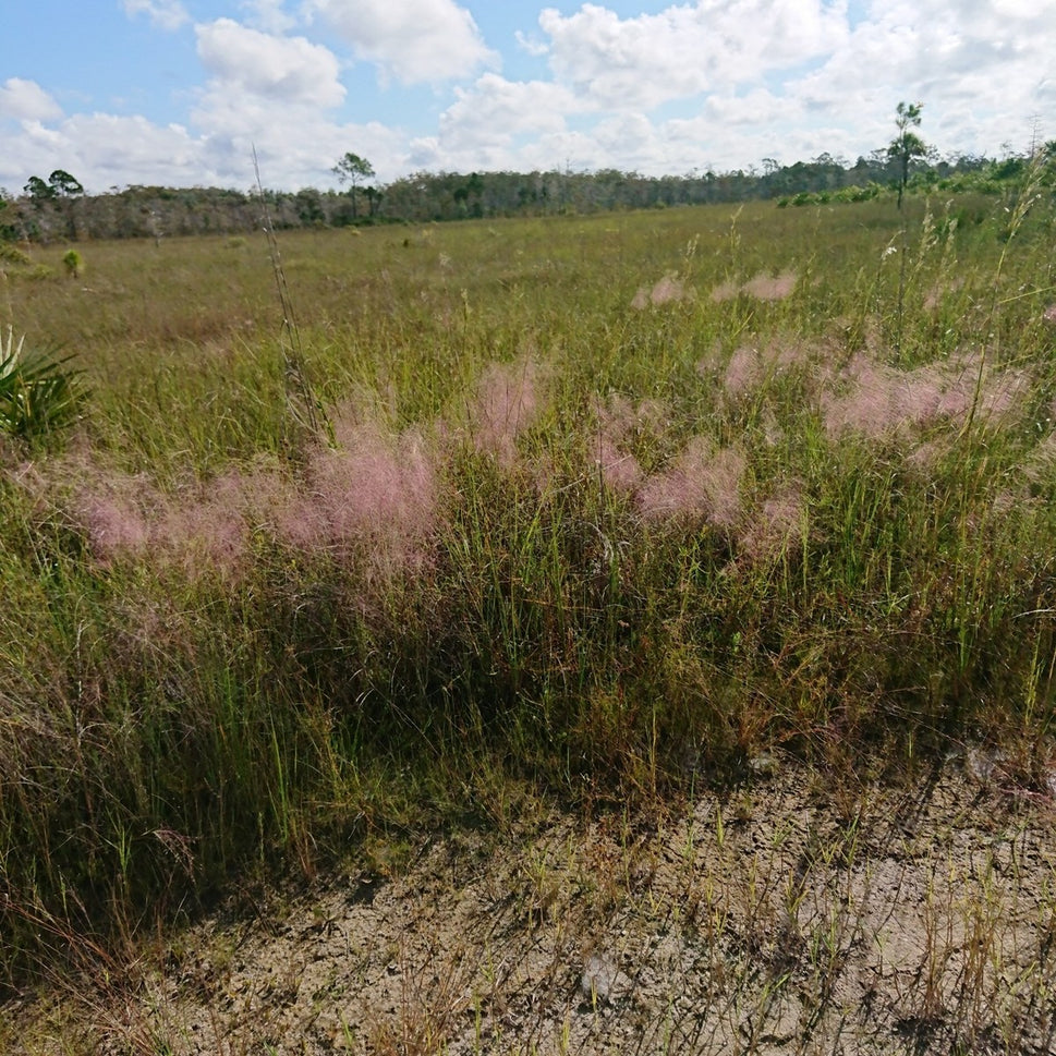 Muhlenbergia capillaris (Pink Muhly Grass) - 2 gal