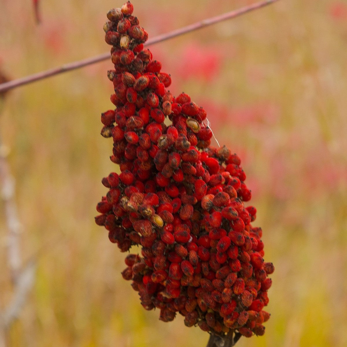 Rhus glabra (Smooth Sumac) - 3 gal