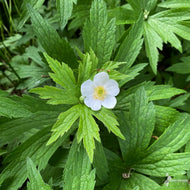 Anemone canadensis (Meadow Anemone) - 1 gal