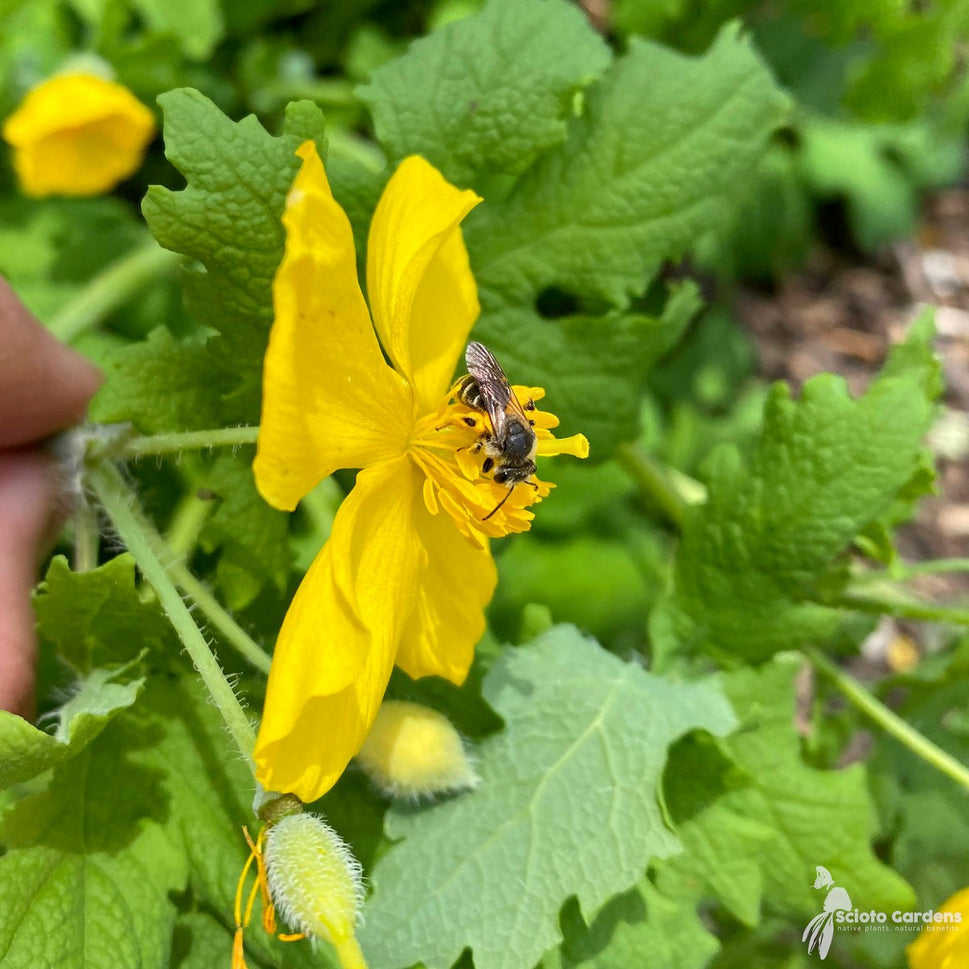 Stylophorum diphyllum (Wood Poppy) - 1 gal