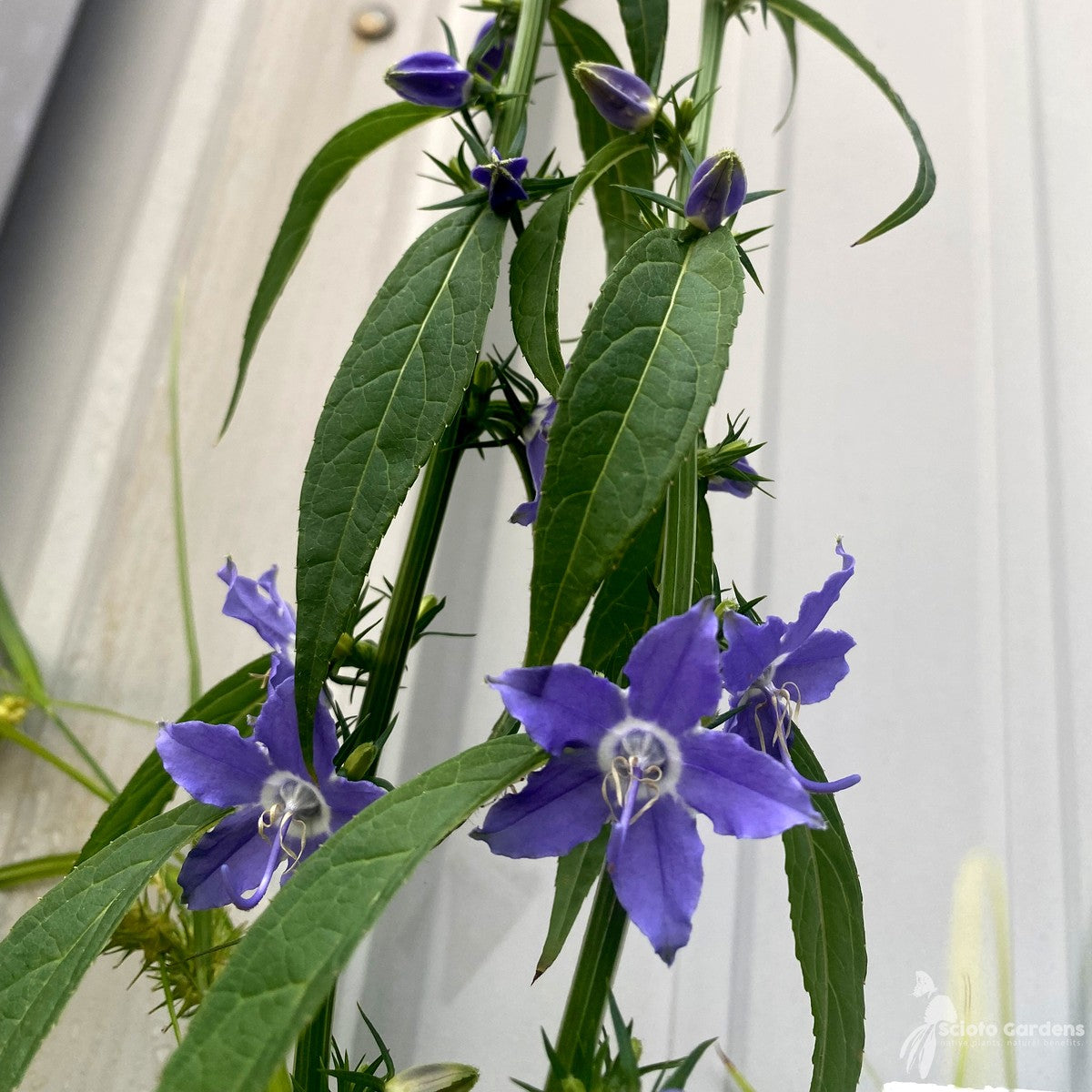 Campanula americana (Tall Bellflower) - 1 gal