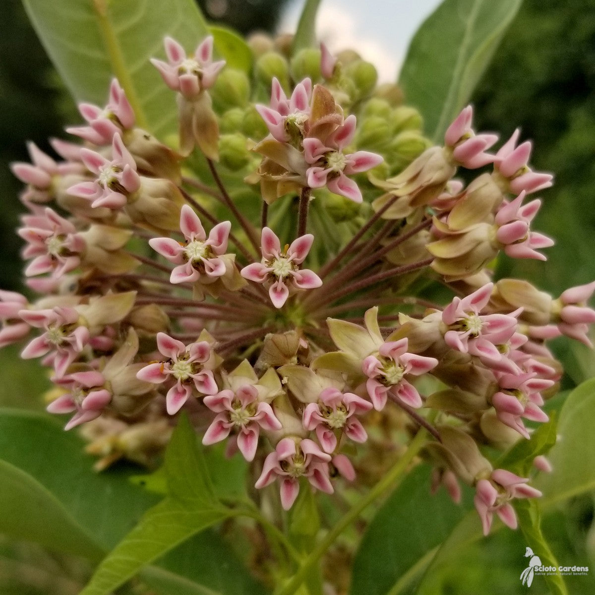 Asclepias syriaca (Common Milkweed) - 1 gal