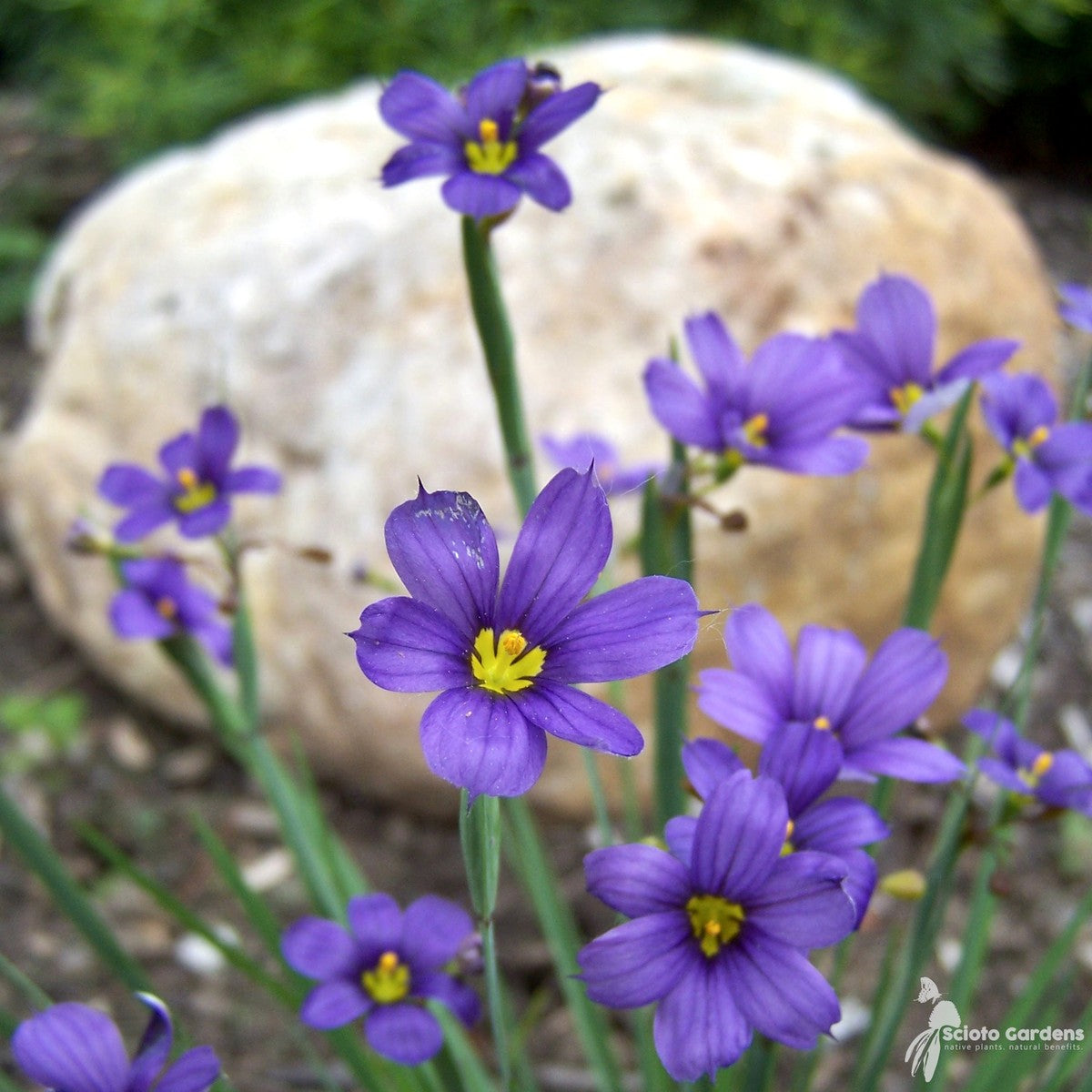 Sisyrinchium a. 'Lucerne' (Lucerne' Blue Eyed Grass) - 3QT
