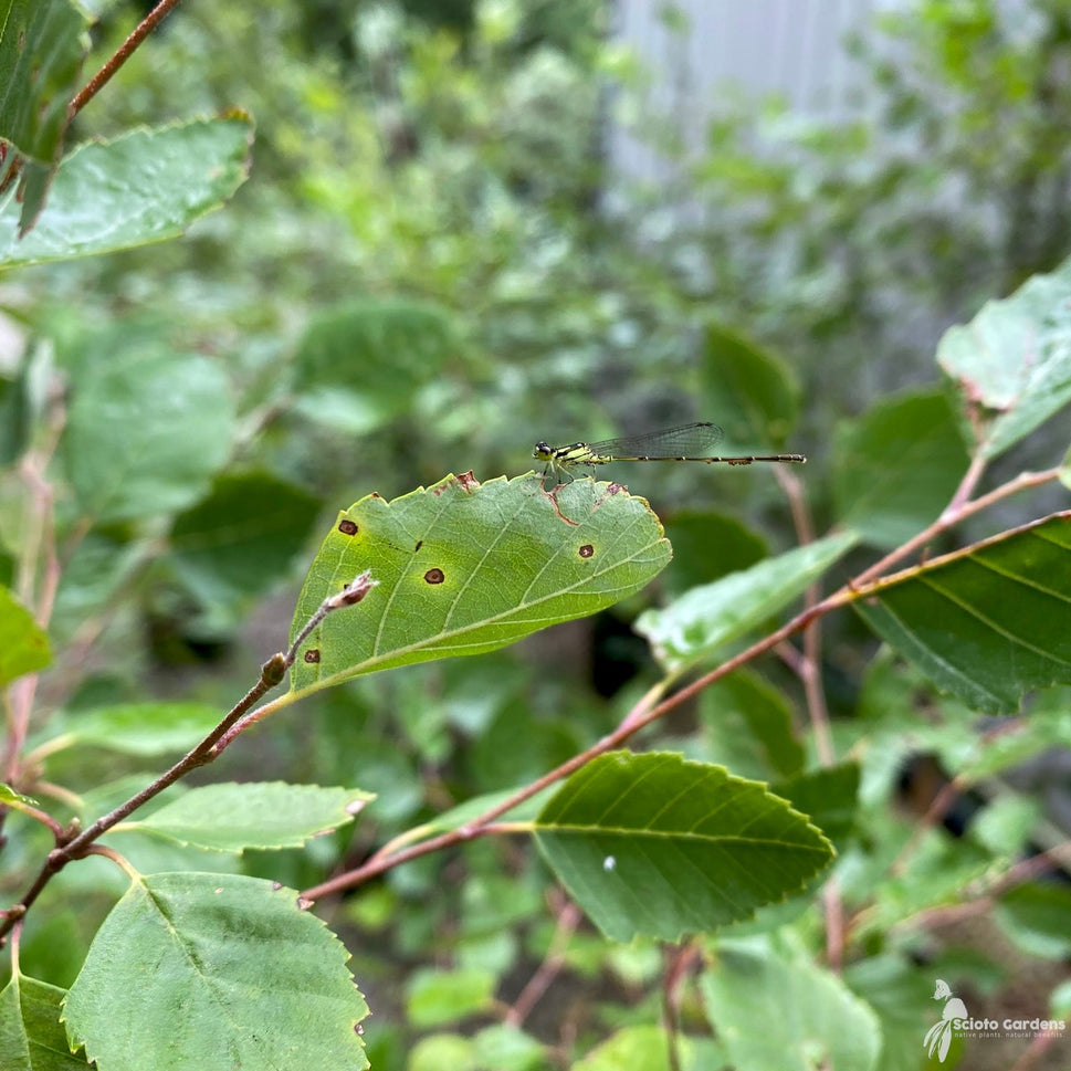 Betula nigra (River Birch) - 5 gal