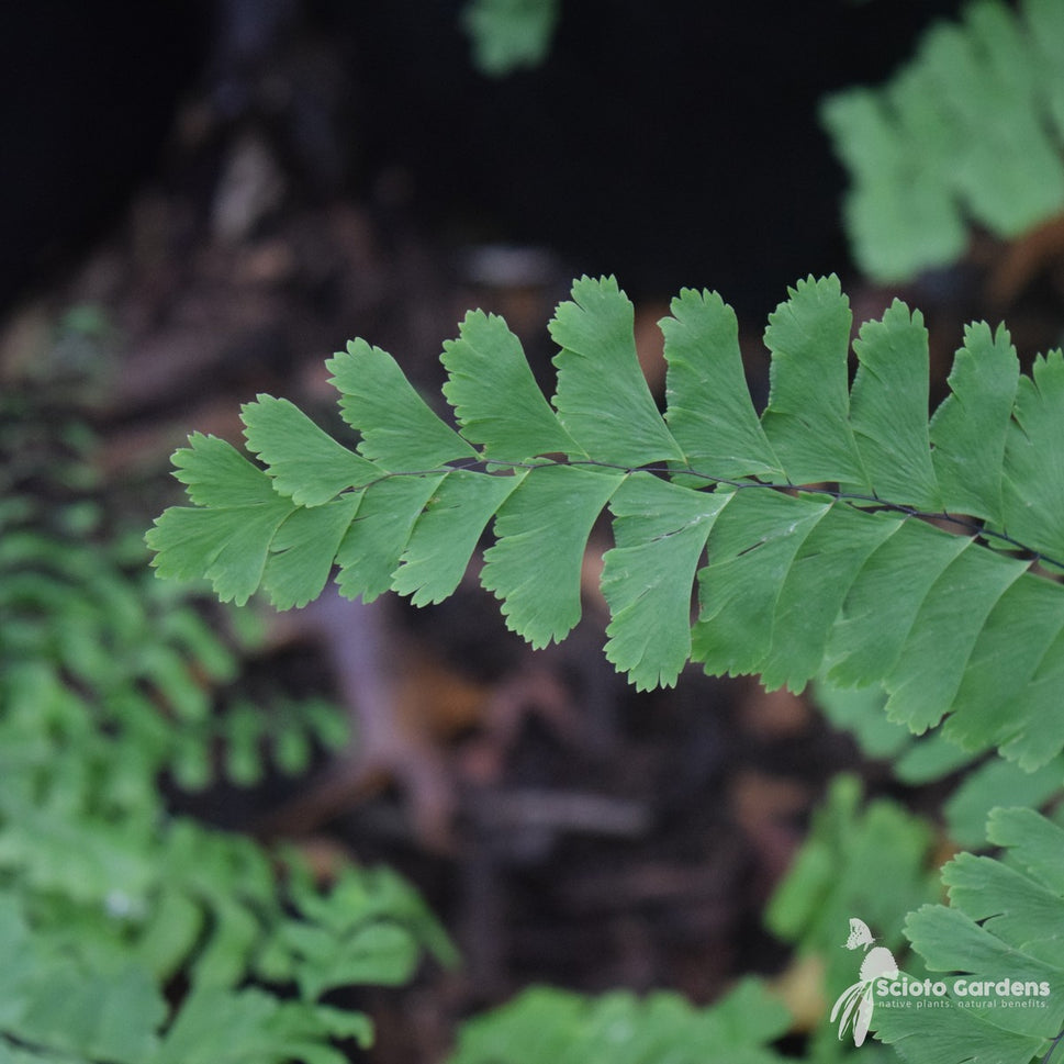 Adiantum pedatum (Maidenhair Fern) - 1 gal