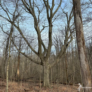 Fagus grandifolia (American Beech) - 2 gal