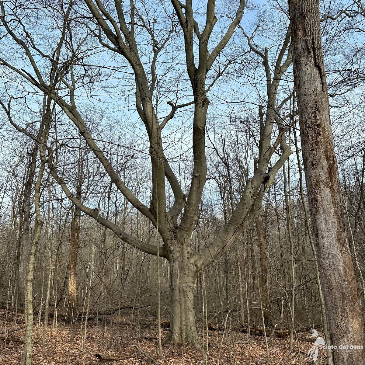 Fagus grandifolia (American Beech) - 2 gal