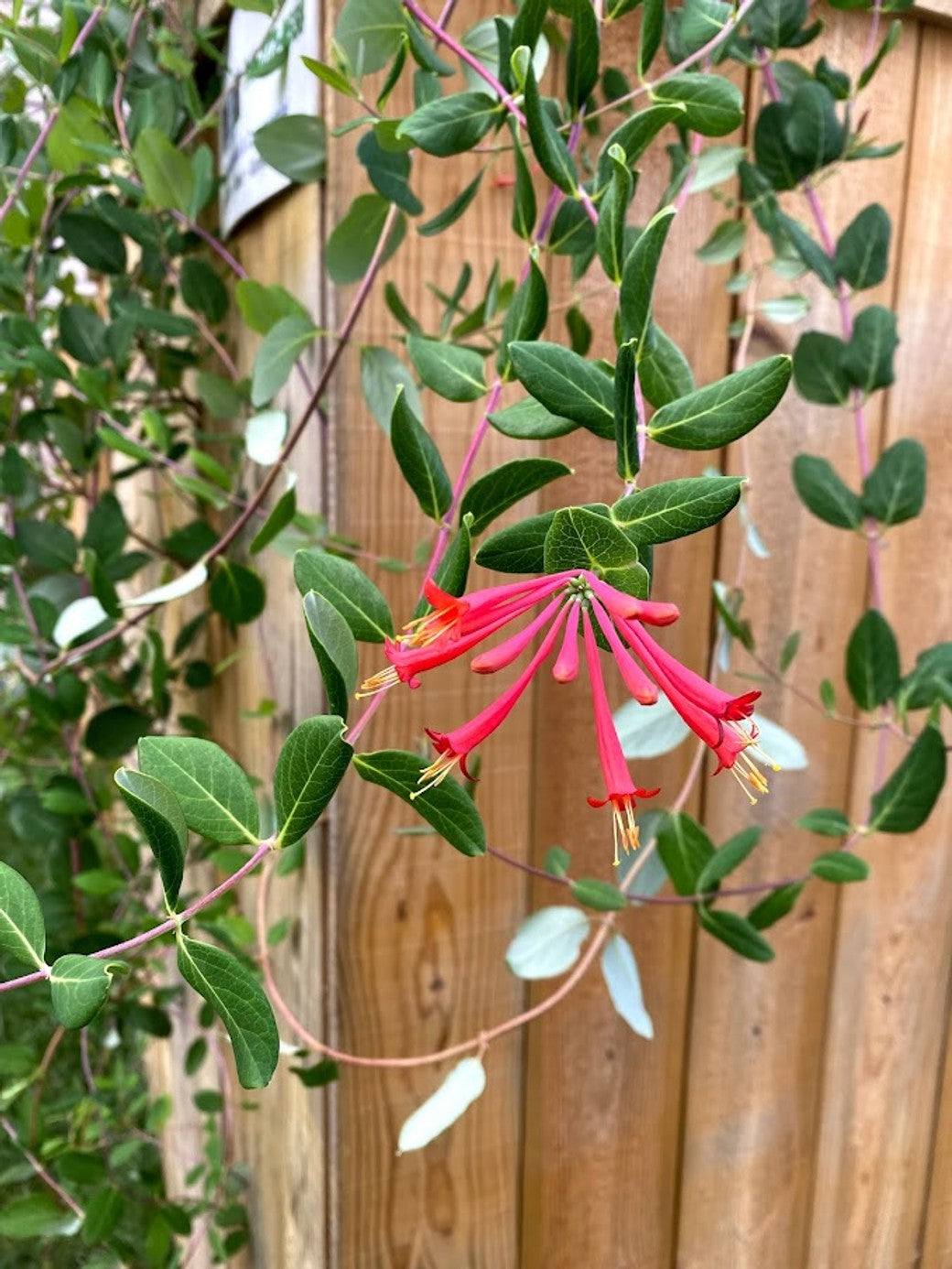 Lonicera sempervirens (PA genome) (Coral Honeysuckle) - 2 gal