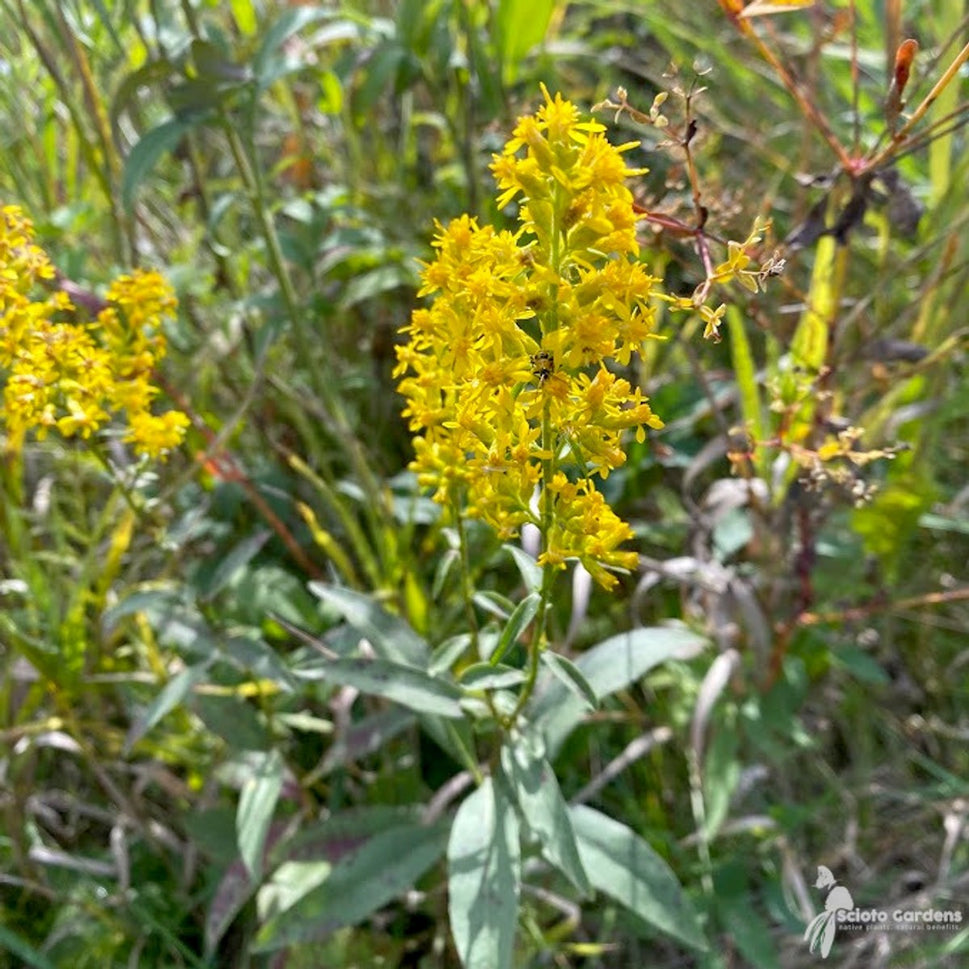 Solidago speciosa (Showy Goldenrod) - 1 gal