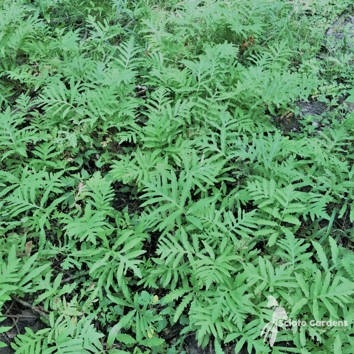 Onoclea sensibilis (Sensitive Fern) - 3QT