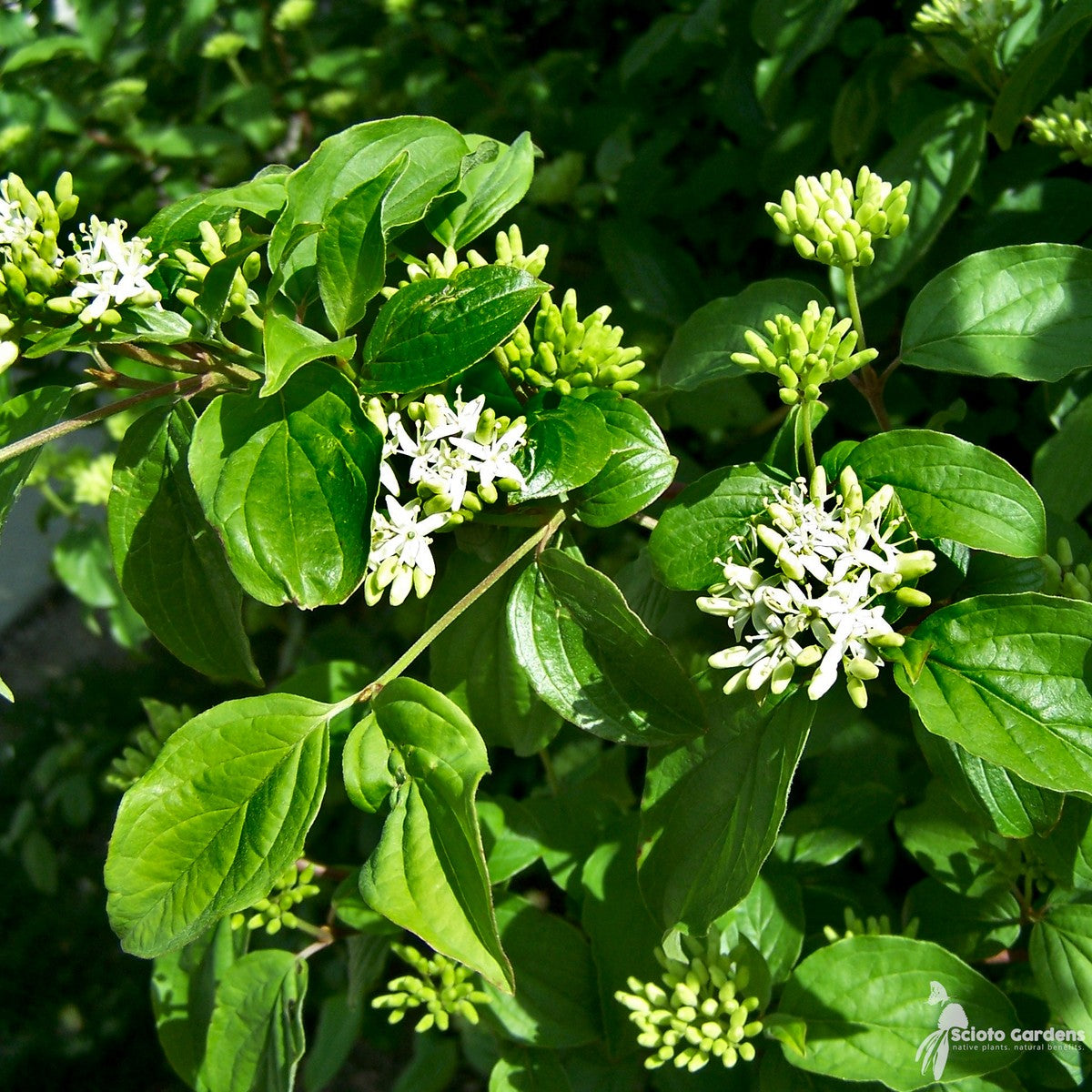 Cornus racemosa (Gray Dogwood) - 3 gal