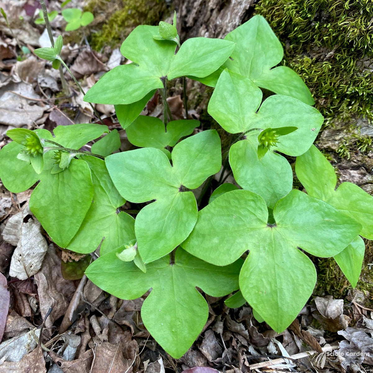 Hepatica acutiloba (Sharp-lobed Liverleaf) - 3QT