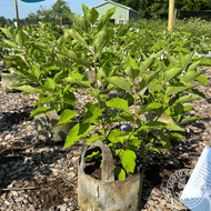 Callicarpa americana (American Beautyberry) - 3 gal