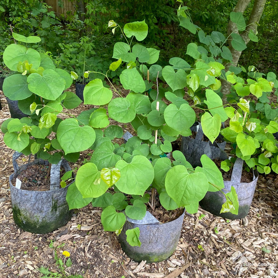 Cercis canadensis (Eastern Redbud) - 1 gal